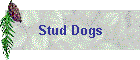 Stud Dogs
